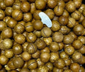 MACADAMIA WITH SHELL 250g
