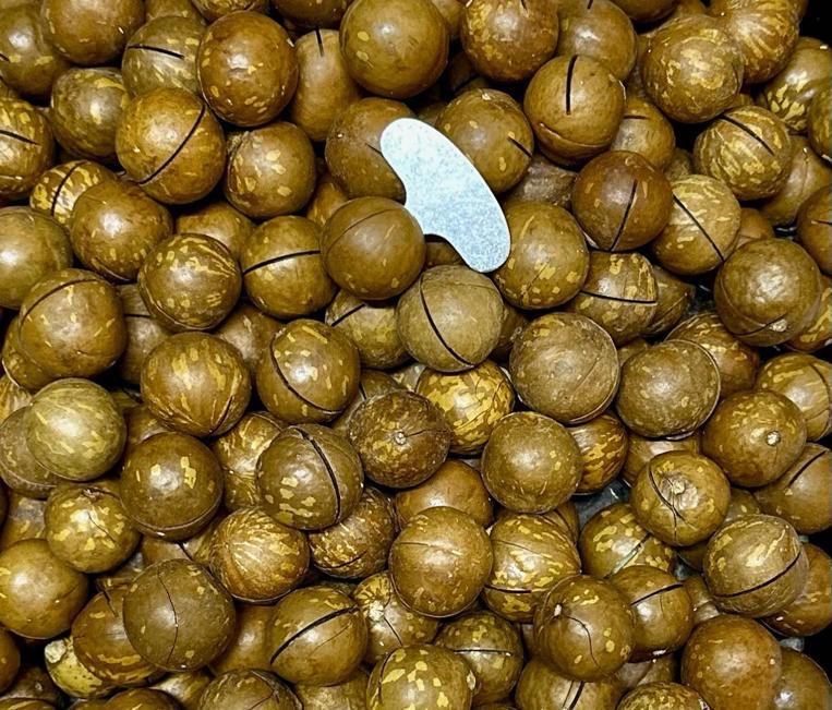 MACADAMIA WITH SHELL 250g